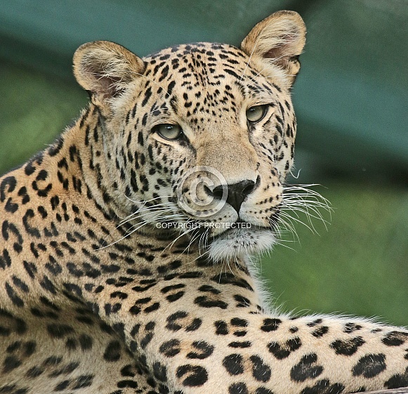 Persian Leopard Persian Leopard