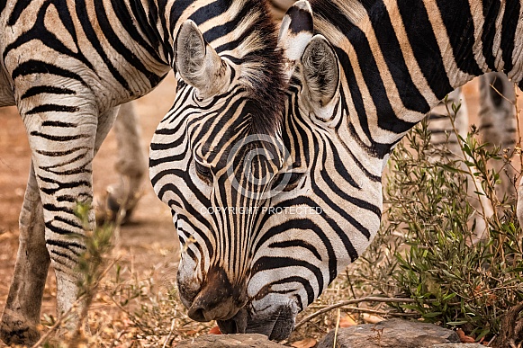 Burchell's Zebra Burchell's Zebra