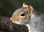 Grey Squirrel face