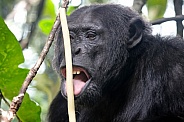 chimpanzee (Pan troglodytes)