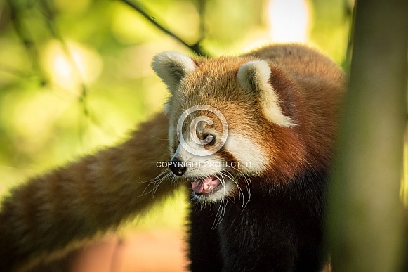 Red panda