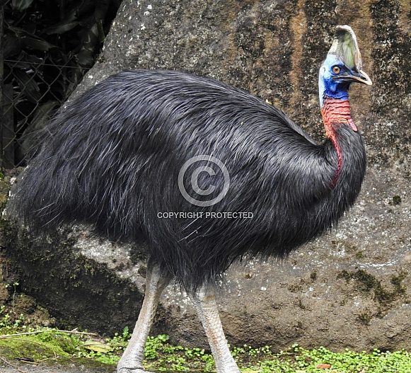 Southern Cassowary