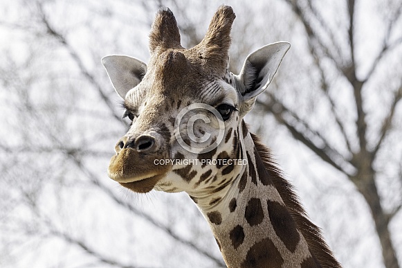 Rothchild's Giraffe Close Up Head Shot Rothchild's Giraffe Close Up Head Shot