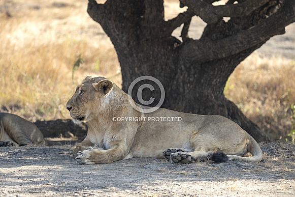 Asiatic Lion female from Gir Sanctuary and National Park, Sasan, Gujarat, India Asiatic Lion female from Gir Sanctuary and National Park, Sasan, Gujarat, India