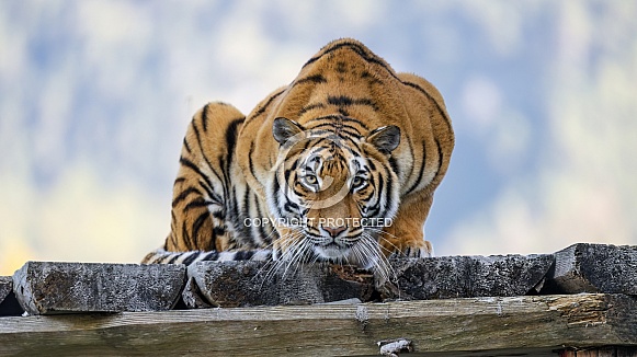 Tiger on platform
