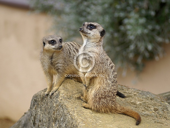 Meerkats