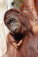 Borneo orang-utang (Pongo pygmaeus)