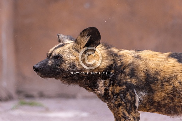 African Painted Dog