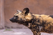African Painted Dog