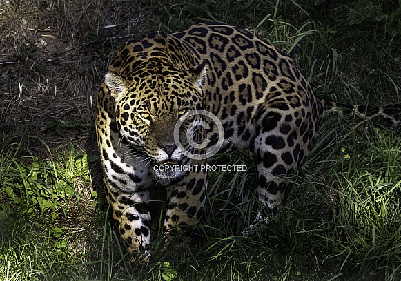 Jaguar Facing Forward
