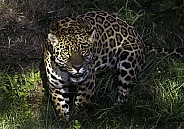 Jaguar Facing Forward