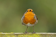 Robin displaying red breast