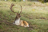 Fallow Deer during mating season