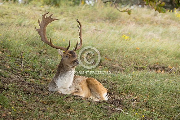 Fallow Deer during mating season