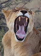Lioness (Panthera leo) - Botswana