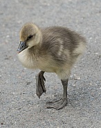 canada goose gosling