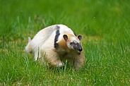 Southern tamandua