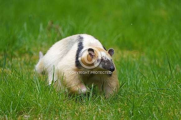 Southern tamandua