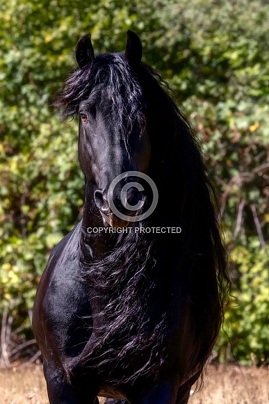 Friesian Horse--Friesian Flare