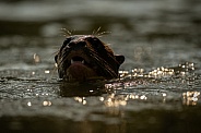 Giant river otter in the nature habitat