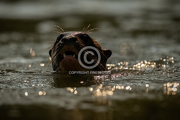 Giant river otter in the nature habitat