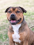 Staffordshire bull terrier posing in the grass