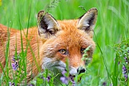 Fox among vetgetation