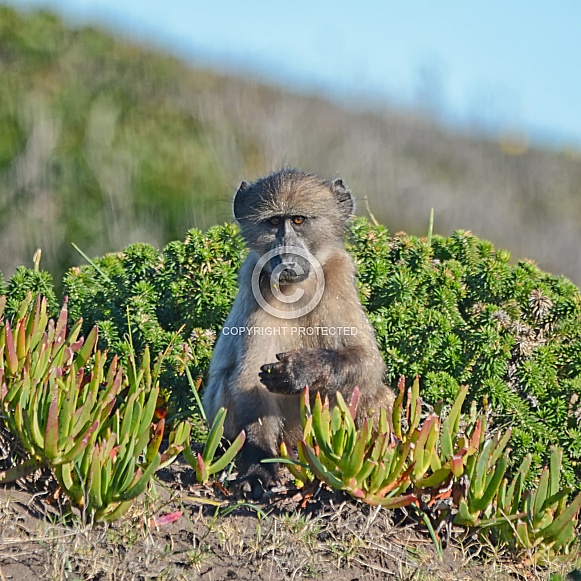 Juvenile Baboon Foraging Juvenile Baboon Foraging