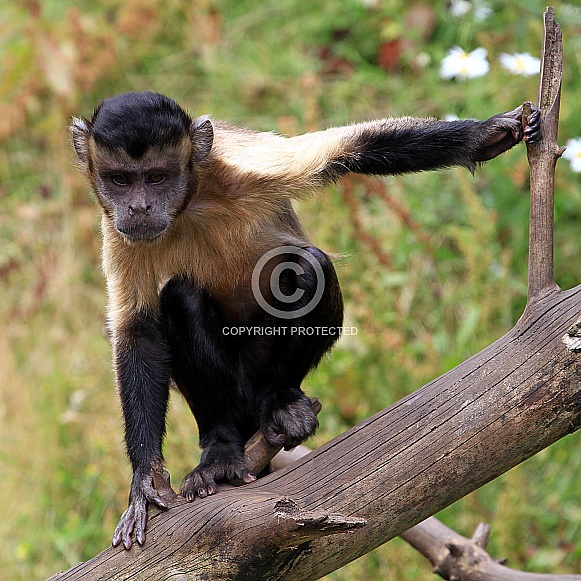 Brown Capuchin Monkey