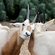 The scimitar oryx (Oryx dammah), also known as the scimitar-horned oryx and the Sahara oryx