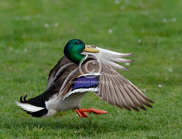 Male Mallard