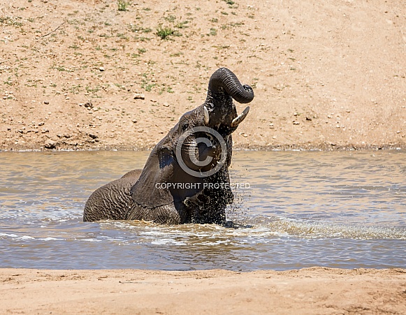 Elephant Bath