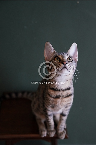 Savannah Cat Savannah Cat