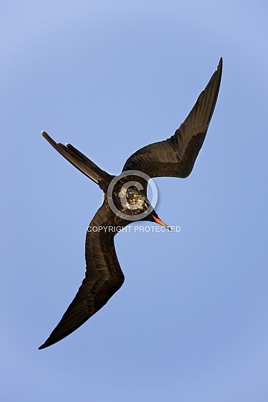 Great Frigatebird (Fregata minor)