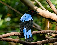Asian Fairy-Bluebird Male