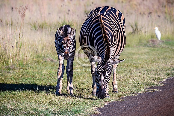 Zebras