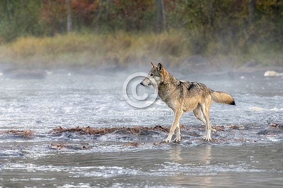 Grey Wolf