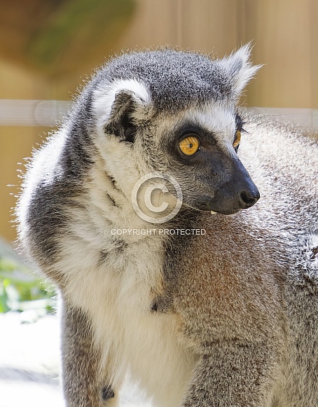Lemur