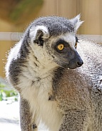 Lemur