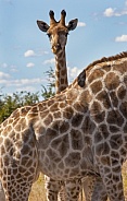 Baby Giraffe standing behind its mother - Botswana