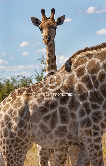 Baby Giraffe standing behind its mother - Botswana