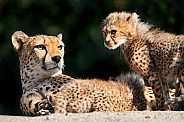 Cheetah and Cub