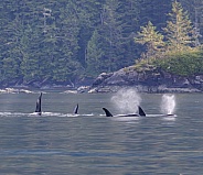 Large Pod of Northern Killer Whales