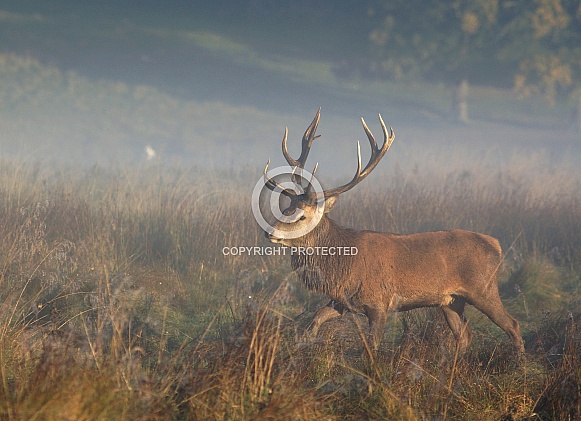 Red Deer