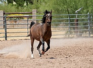 Horse running around a ring