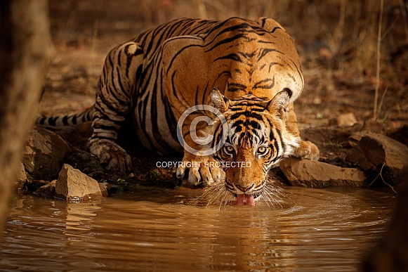 Beautiful tiger in the nature habitat. Tiger pose in amazing light. Wildlife scene with wild animal. Indian wildlife. Indian tiger. Panthera tigris tigris.