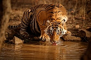 Beautiful tiger in the nature habitat. Tiger pose in amazing light. Wildlife scene with wild animal. Indian wildlife. Indian tiger. Panthera tigris tigris.