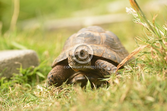 Spur-thighed Tortoise