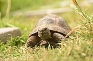 Spur-thighed Tortoise