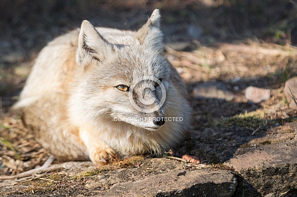 Corsac fox